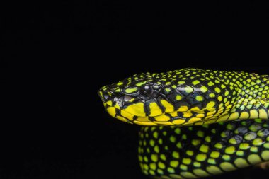 Zehirli kesimlerinde bulunan çukur engerek (beyaz sumatranus malcolmi), zehirli kesimlerinde bulunan çukur engerek doğa yakın çekim görüntüsü