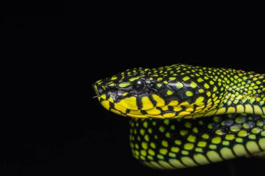 Zehirli kesimlerinde bulunan çukur engerek (beyaz sumatranus malcolmi), zehirli kesimlerinde bulunan çukur engerek doğa yakın çekim görüntüsü