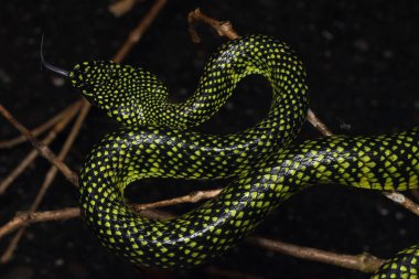 Zehirli kesimlerinde bulunan çukur engerek (beyaz sumatranus malcolmi), zehirli kesimlerinde bulunan çukur engerek doğa yakın çekim görüntüsü