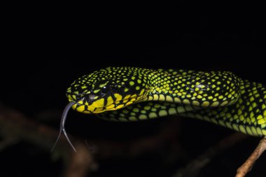 Zehirli kesimlerinde bulunan çukur engerek (beyaz sumatranus malcolmi), zehirli kesimlerinde bulunan çukur engerek doğa yakın çekim görüntüsü