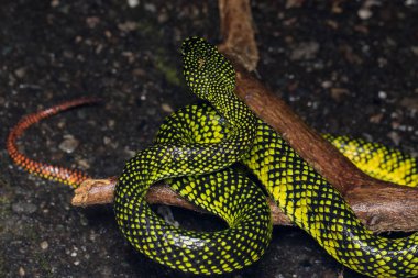 Zehirli kesimlerinde bulunan çukur engerek (beyaz sumatranus malcolmi), zehirli kesimlerinde bulunan çukur engerek doğa yakın çekim görüntüsü
