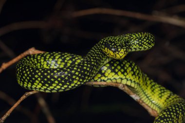 Zehirli kesimlerinde bulunan çukur engerek (beyaz sumatranus malcolmi), zehirli kesimlerinde bulunan çukur engerek doğa yakın çekim görüntüsü