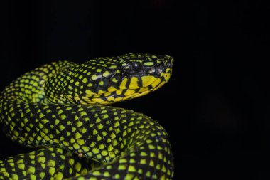 Zehirli kesimlerinde bulunan çukur engerek (beyaz sumatranus malcolmi), zehirli kesimlerinde bulunan çukur engerek doğa yakın çekim görüntüsü