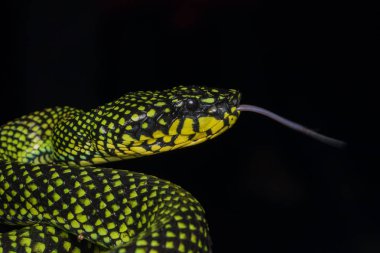 Zehirli kesimlerinde bulunan çukur engerek (beyaz sumatranus malcolmi), zehirli kesimlerinde bulunan çukur engerek doğa yakın çekim görüntüsü
