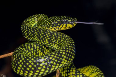 Zehirli kesimlerinde bulunan çukur engerek (beyaz sumatranus malcolmi), zehirli kesimlerinde bulunan çukur engerek doğa yakın çekim görüntüsü