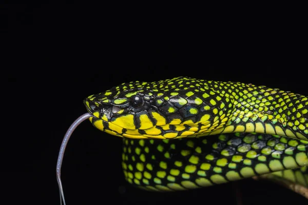 毒蛇的自然特写图像 — 图库照片