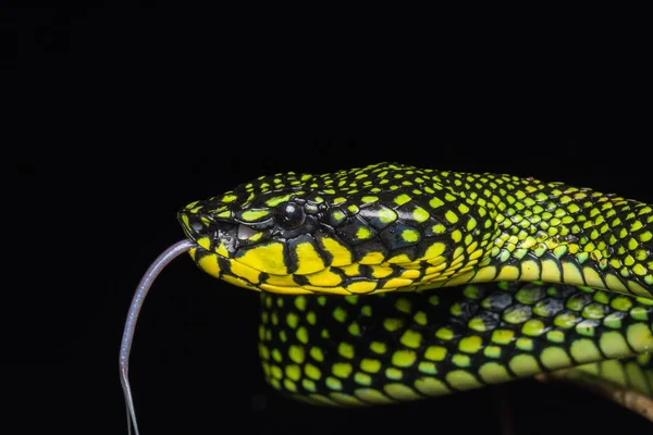 Giftige Hypophyse Trimeresurus Sumatranus Malcolmi Natur Nahaufnahme Der Giftigen Hypophyse — Stockfoto