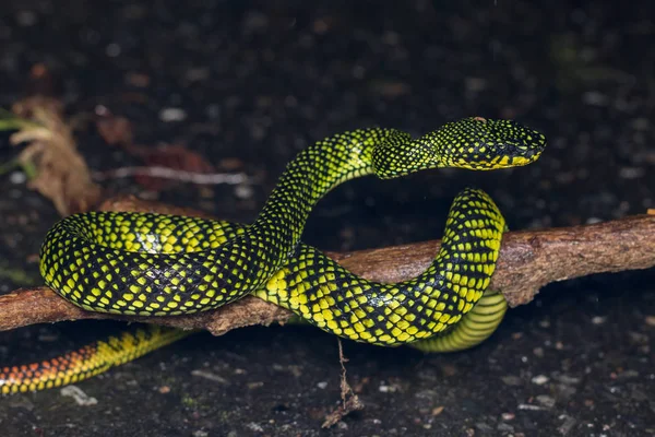 Jadowity Grzechotnikowatych Trimeresurus Sumatranus Malcolmi Charakter Szczegół Obrazu Jadowitych Grzechotnikowatych — Zdjęcie stockowe