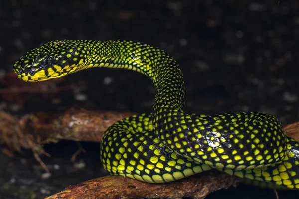 Mérges Pitviper Zöld Sumatranus Malcolmi Természet Közeli Kép Mérges Pitviper — Stock Fotó