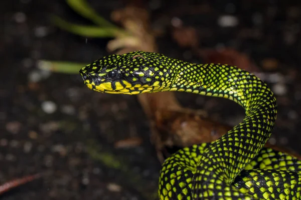 Mérges Pitviper Zöld Sumatranus Malcolmi Természet Közeli Kép Mérges Pitviper — Stock Fotó