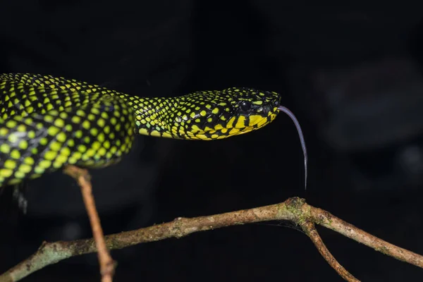 Víbora Víbora Venenosa Trimeresurus Sumatranus Malcolmi Natureza Imagem Close Víbora — Fotografia de Stock