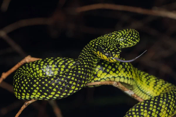 Mérges Pitviper Zöld Sumatranus Malcolmi Természet Közeli Kép Mérges Pitviper — Stock Fotó