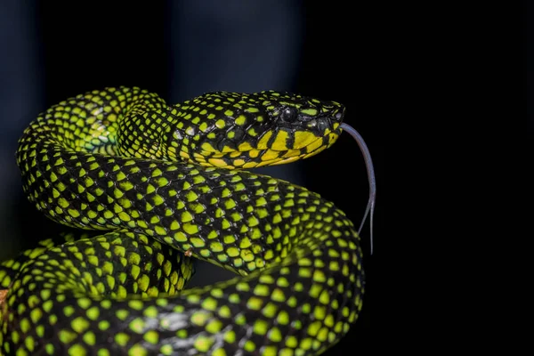 Zehirli kesimlerinde bulunan çukur engerek (beyaz sumatranus malcolmi), zehirli kesimlerinde bulunan çukur engerek doğa yakın çekim görüntüsü