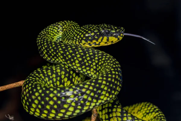 Venomous Pitviper Trimeresurus Sumatranus Malcolmi Nature Close Image Venomous Pitviper — Stock Photo, Image