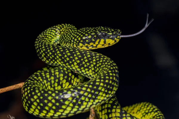 Mérges Pitviper Zöld Sumatranus Malcolmi Természet Közeli Kép Mérges Pitviper — Stock Fotó