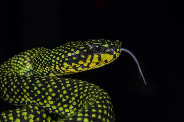 Venomous Pitviper Trimeresurus Sumatranus Malcolmi Nature Close Image Venomous Pitviper — Stock Photo, Image