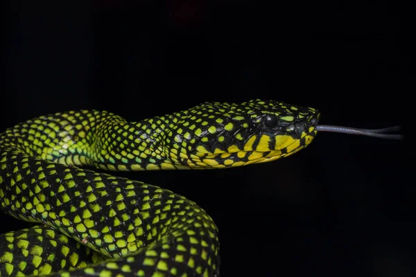 Jedovatý Pitviper Trimeresurus Sumatranus Malcolmi Přírodní Detail Obrazu Jedovatý Pitviper — Stock fotografie