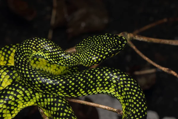 Pitvipère Venimeux Trimeresurus Sumatranus Malcolmi Nature Gros Plan Pitvipère Venimeux — Photo