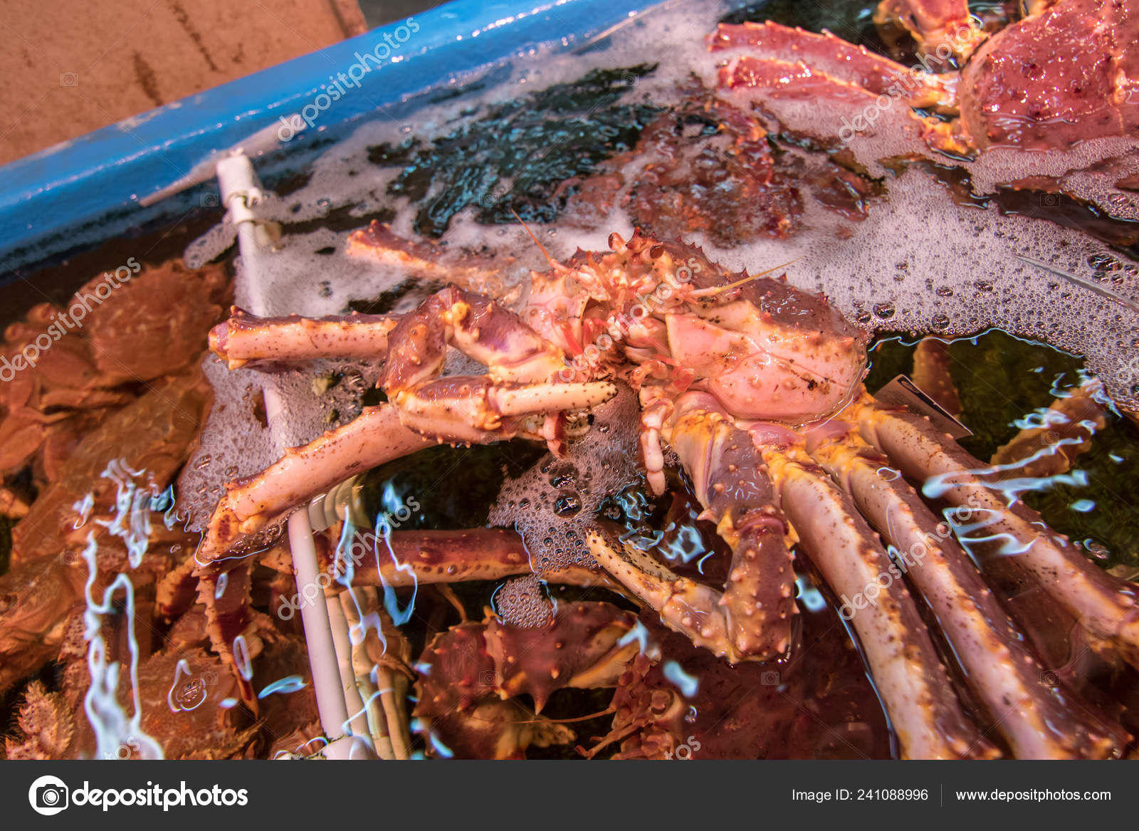 Stockfotos Japanese King Crab Bilder Stockfotografie Japanese King Crab Lizenzfreie Fotos Depositphotos