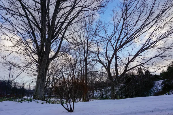Schöne Landschaft Winterszene Von Blattlosen Bäumen Mit Klarem Blauen Himmel — Stockfoto