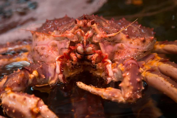 Fresh Japanese hair crab, King Crab of Hokkaido, Japan , Fresh Red King Crab
