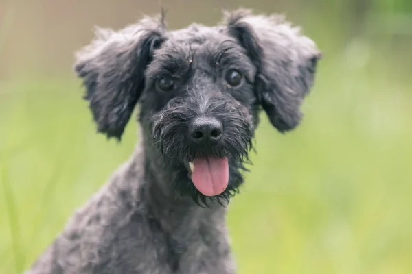 Arka Plan Kullanmak Için Top Oynarken Soyut Yumuşak Odak Köpek — Stok fotoğraf