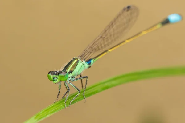 Libelle Auf Grünen Blättern Verschwommener Hintergrund Nahaufnahme Einer Grünen Libelle — Stockfoto