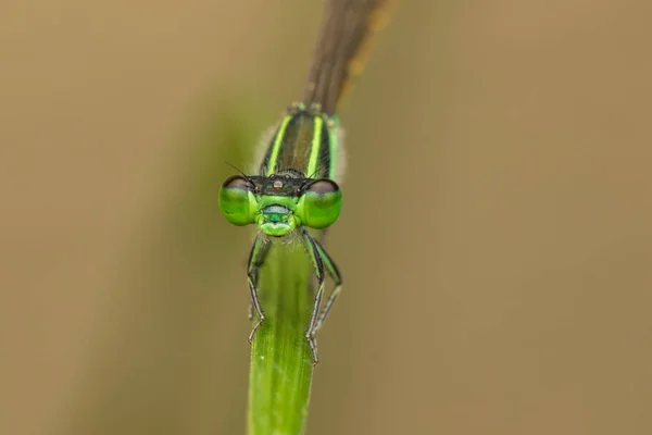 Libelle Auf Grünen Blättern Verschwommener Hintergrund Nahaufnahme Einer Grünen Libelle — Stockfoto