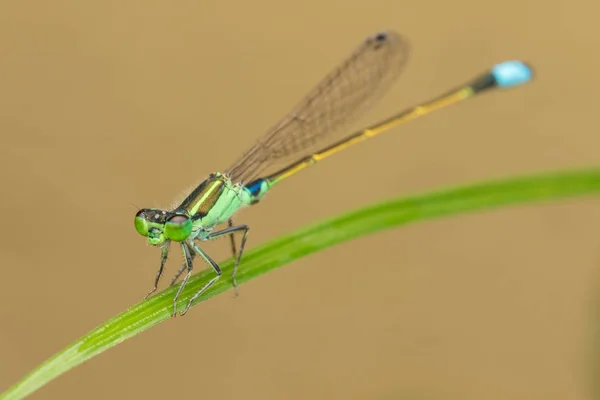 Damselfly Green Leaves Blurred Background Close Green Damselfly — Stock Photo, Image