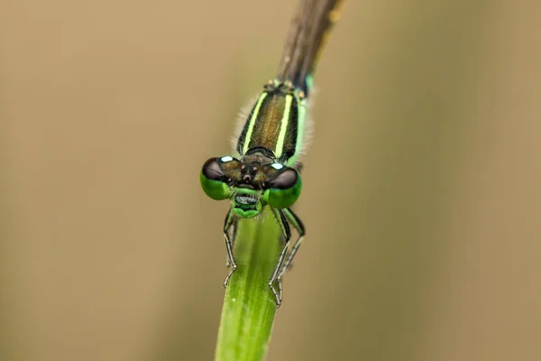 Libelle Auf Grünen Blättern Verschwommener Hintergrund Nahaufnahme Einer Grünen Libelle — Stockfoto