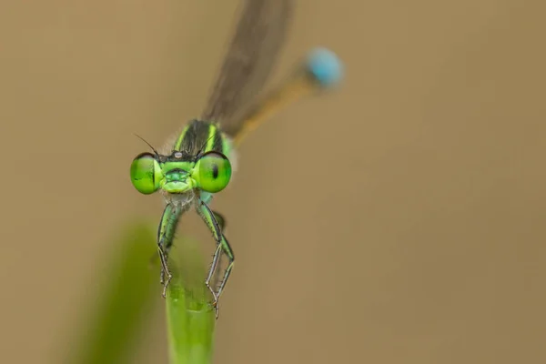 Libelle Auf Grünen Blättern Verschwommener Hintergrund Nahaufnahme Einer Grünen Libelle — Stockfoto