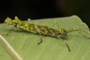 Güzel sopa böcek üzerinde siyah izole yeşil yaprakları üzerinde