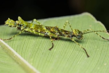 Güzel sopa böcek üzerinde siyah izole yeşil yaprakları üzerinde