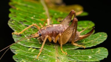 Katydid yeşil yaprakları üzerinde yakın çekim ayrıntılı görüntü