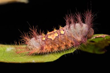  Yeşil yapraklarda siyah izole güzel tırtıl
