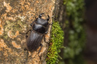 Yaban hayatı stag beetle sabah, Borneo görüntüsünü makro