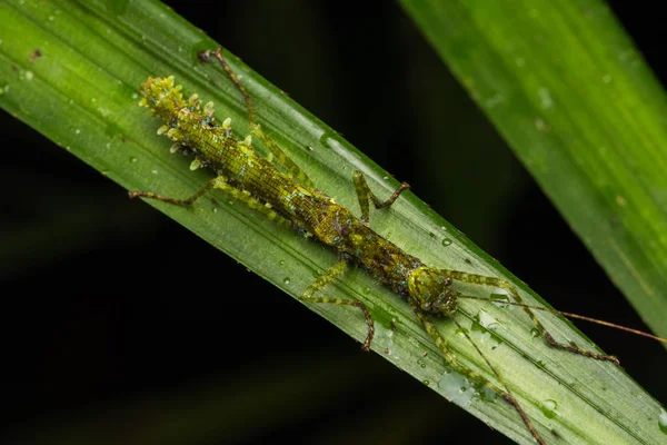 Schöne Stickinsekt Auf Den Grünen Blättern Isoliert Auf Schwarz — Stockfoto