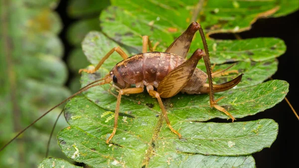 Close Λεπτομέρεια Εικόνας Του Katydid Πράσινο Φύλλα — Φωτογραφία Αρχείου