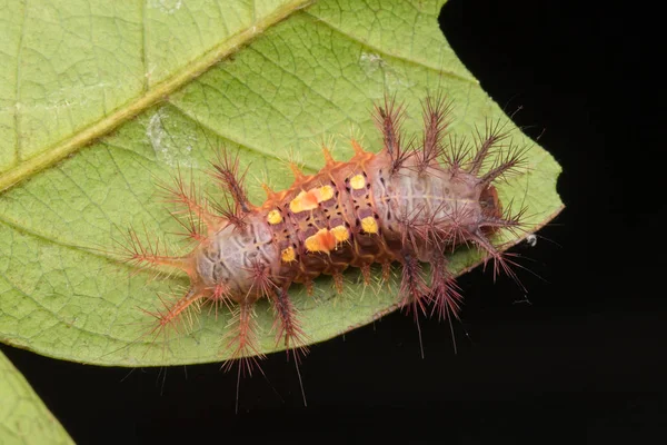 Schöne Raupe Auf Grünen Blättern Isoliert Auf Schwarz — Stockfoto