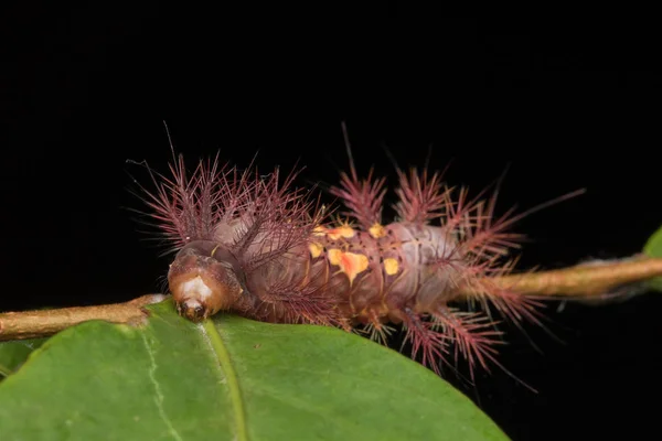 Schöne Raupe Auf Grünen Blättern Isoliert Auf Schwarz — Stockfoto