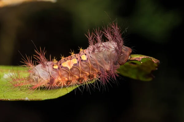 beautiful caterpillar on green leaves isolated on black