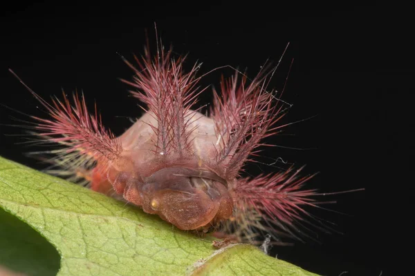 Schöne Raupe Auf Grünen Blättern Isoliert Auf Schwarz — Stockfoto