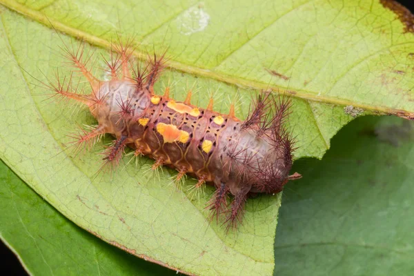 Schöne Raupe Auf Grünen Blättern Isoliert Auf Schwarz — Stockfoto