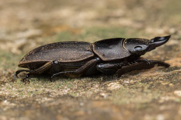 Macro Immagine Cervo Selvatico Scarabeo Sabah Borneo — Foto Stock