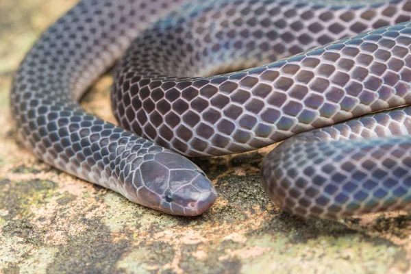 Detailbild Der Glänzenden Schmidt Schilfschlange Aus Borneo Schöne Schlange — Stockfoto