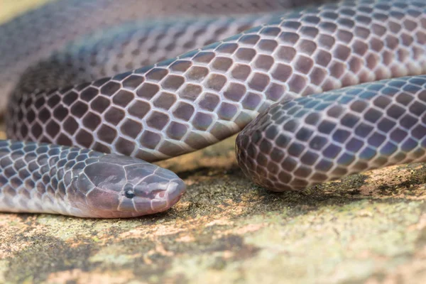 Detaljerad Bild Skinande Schmidts Vassorm Från Borneo Vacker Orm — Stockfoto