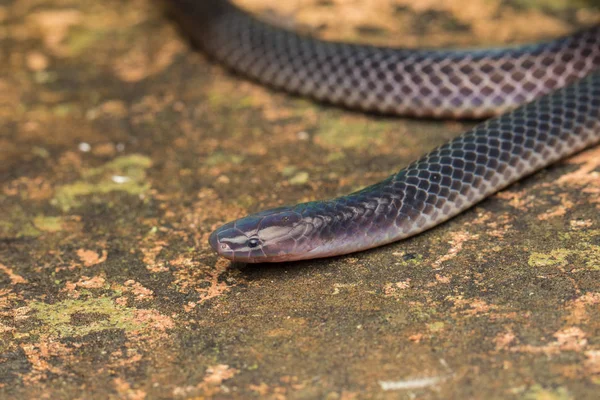 Borneo Dan Parlak Schmidt Reed Snake Inin Detaylı Resmi Güzel — Stok fotoğraf