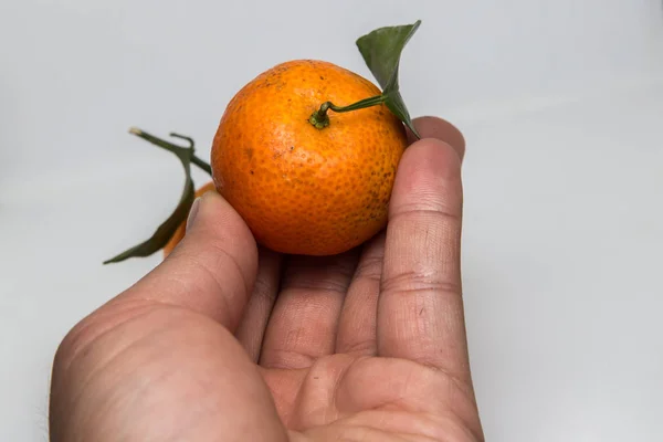 Hand with Tangerine and mandarin orange isolated on white , mandarin orange are symbolic to  Fruits of Prosperity and Chinese new year, Chinese New Year Concept (image selective focus)