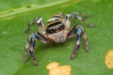 Sabah, Borneo güzel atlama örümcek yeşil yaprakları