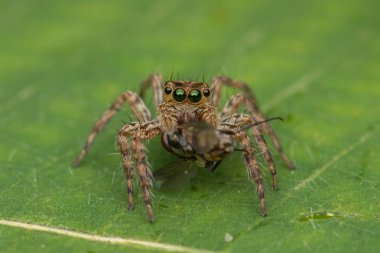 Sabah, Borneo güzel atlama örümcek yeşil yaprakları